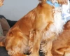 American Cocker Spaniel