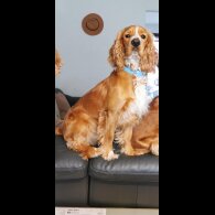 American Cocker Spaniel