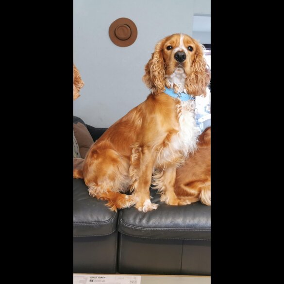 American Cocker Spaniel
