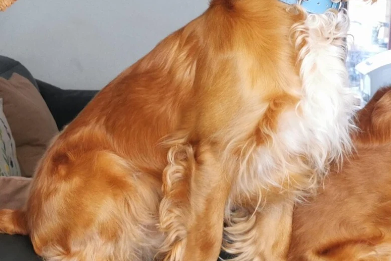 American Cocker Spaniel