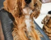 American Cocker Spaniel