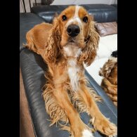 American Cocker Spaniel