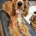 American Cocker Spaniel