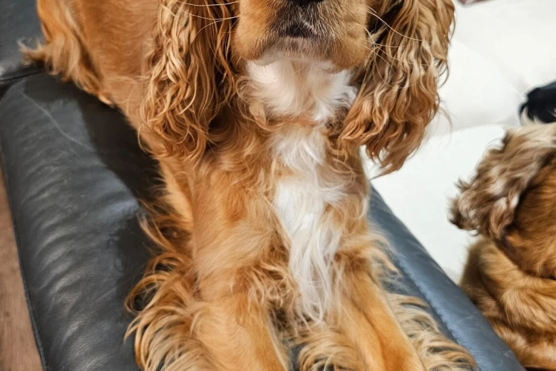 American Cocker Spaniel