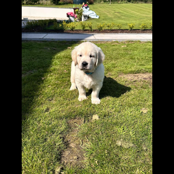 Golden Retriever