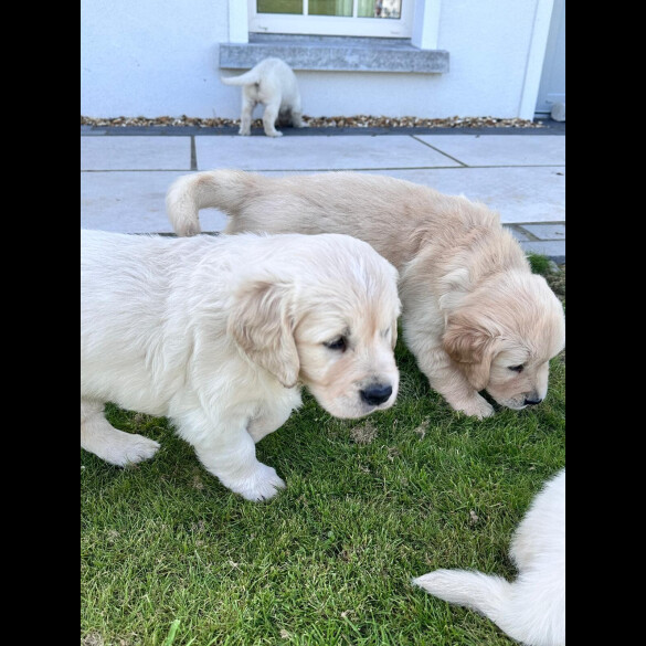 Golden Retriever