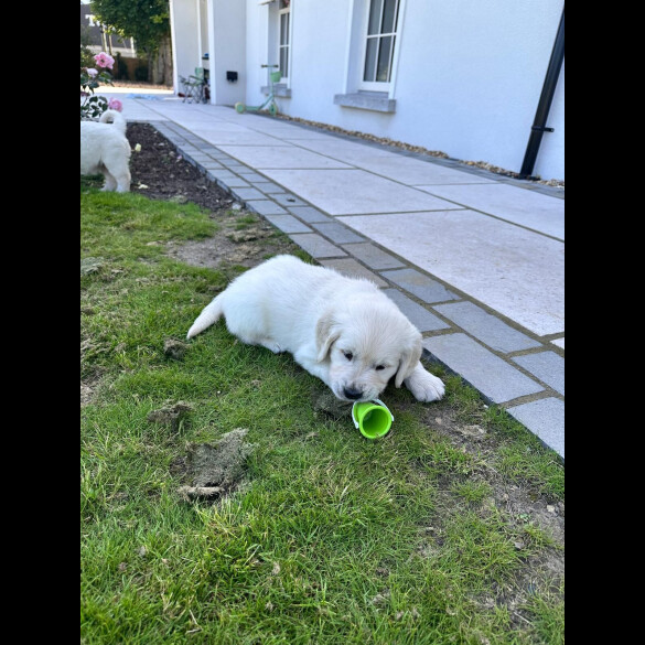 Golden Retriever