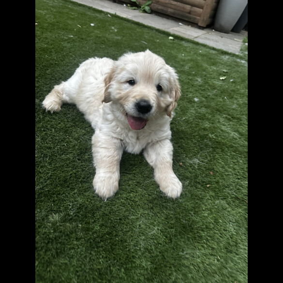 Golden Retriever