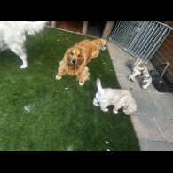 Golden Retriever