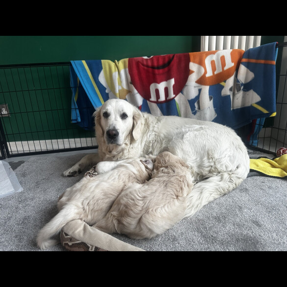 Golden Retriever
