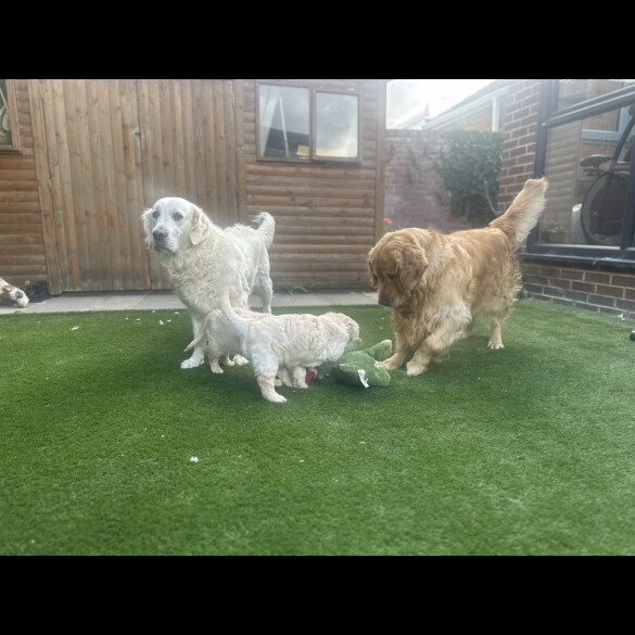 Golden Retriever