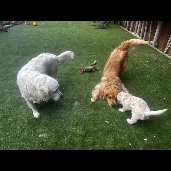 Golden Retriever