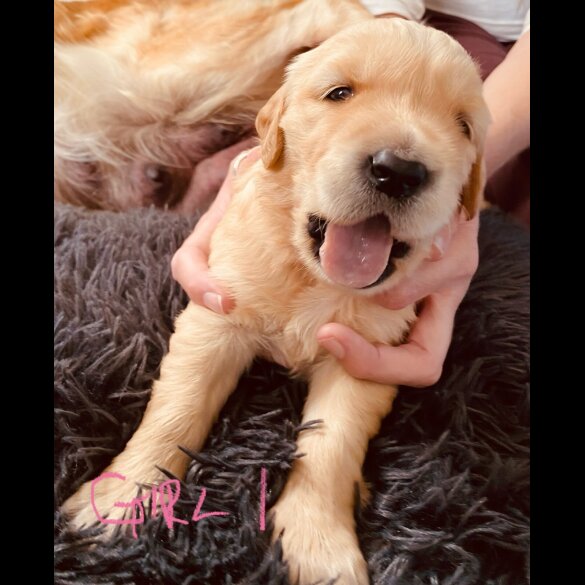 Golden Retriever