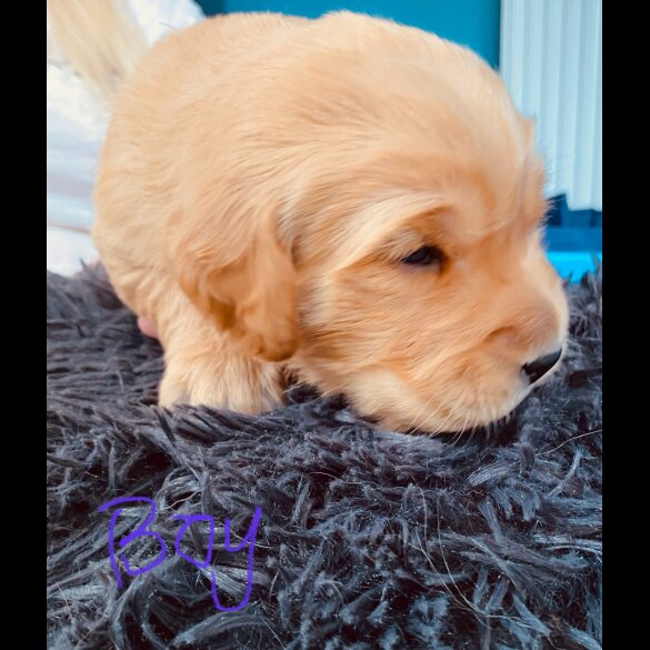 Golden Retriever