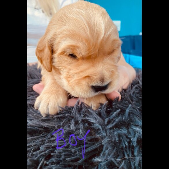 Golden Retriever