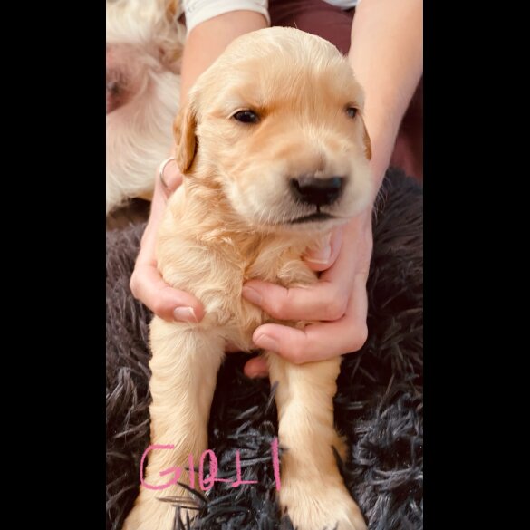 Golden Retriever