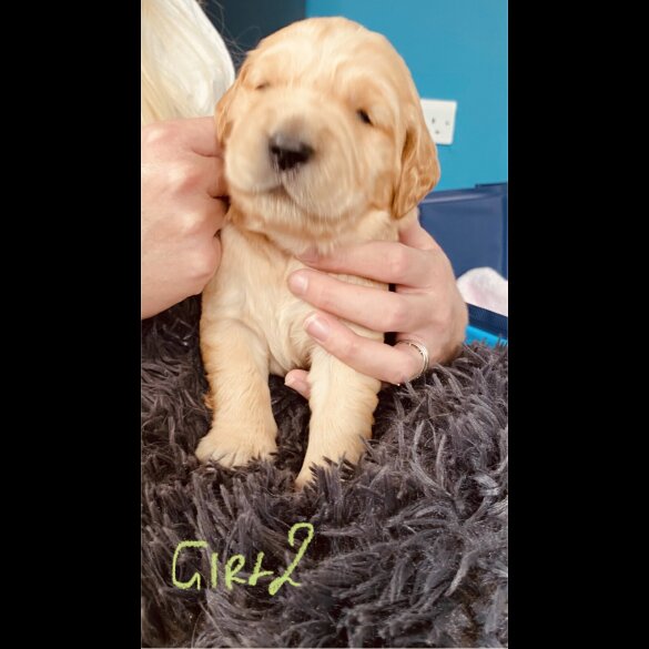 Golden Retriever