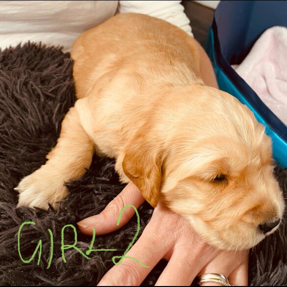 Golden Retriever