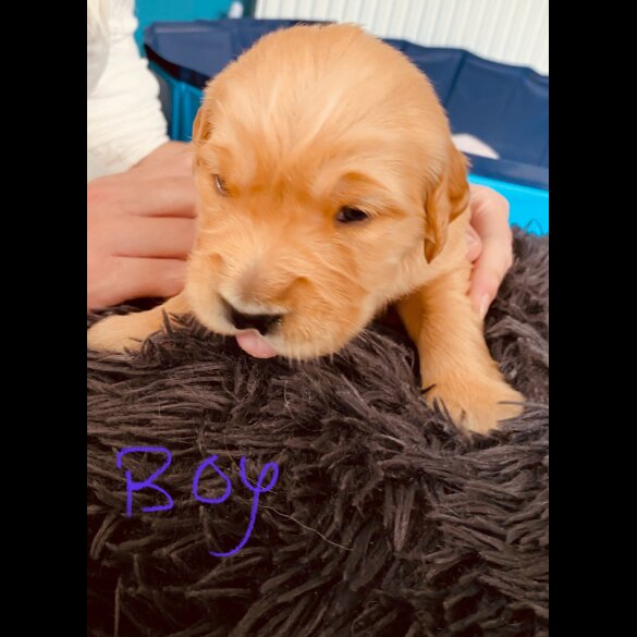 Golden Retriever