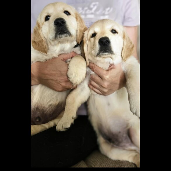 Golden Retriever - Dogs