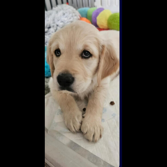 Golden Retriever - Dogs