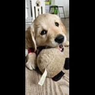 Golden Retriever - Dogs