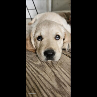 Golden Retriever - Dogs