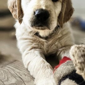 Golden Retriever - Dogs