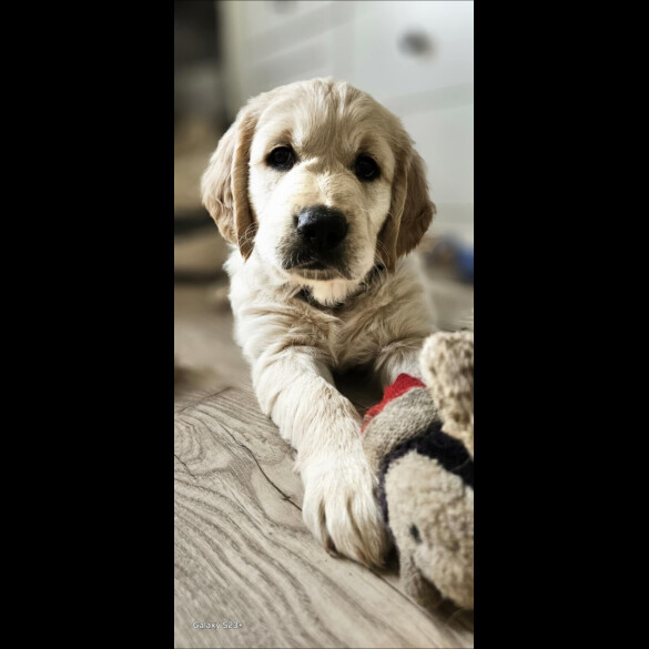 Golden Retriever - Dogs