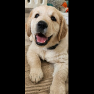 Golden Retriever - Dogs