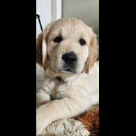 Golden Retriever - Dogs