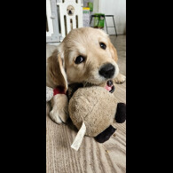 Golden Retriever - Dogs