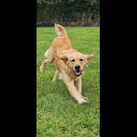 Golden Retriever - Dogs