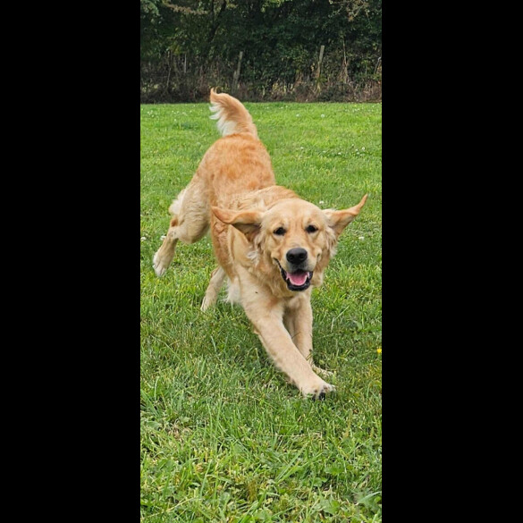 Golden Retriever - Dogs