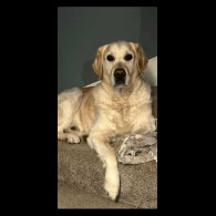 Golden Retriever - Dogs