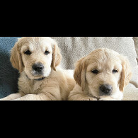 Golden Retriever - Dogs