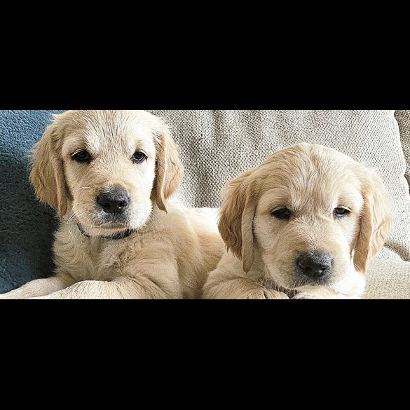 Golden Retriever - Dogs