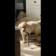 Golden Retriever - Dogs