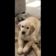 Golden Retriever - Dogs