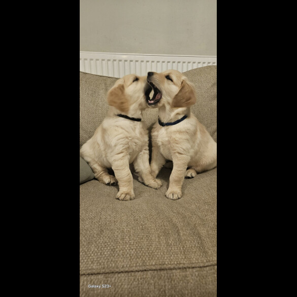 Golden Retriever - Dogs