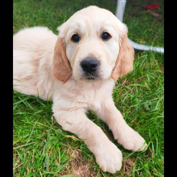 Golden Retriever - Both