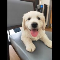 Golden Retriever - Both