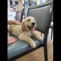 Golden Retriever - Both