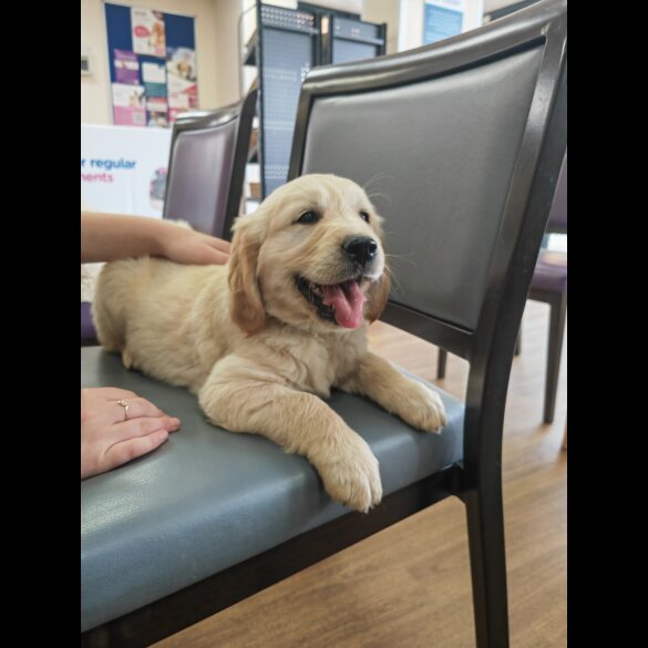 Golden Retriever - Both