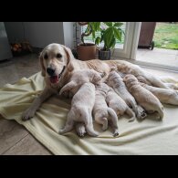 Golden Retriever - Both