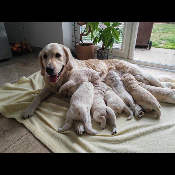 Golden Retriever - Both