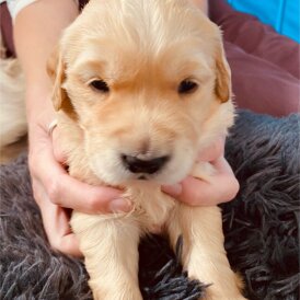 Golden Retriever - Both