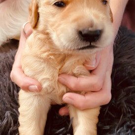 Golden Retriever - Both