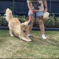 Golden Retriever