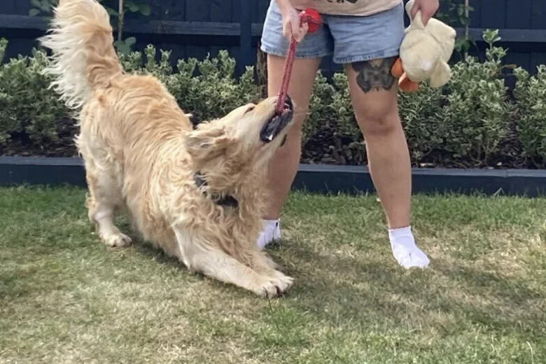 Golden Retriever